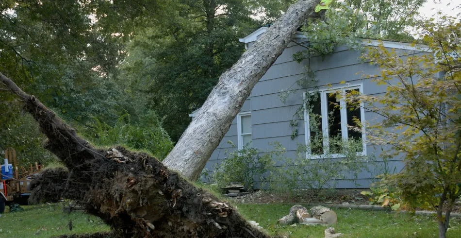 Emergency Tree Services Emergency Tree Services